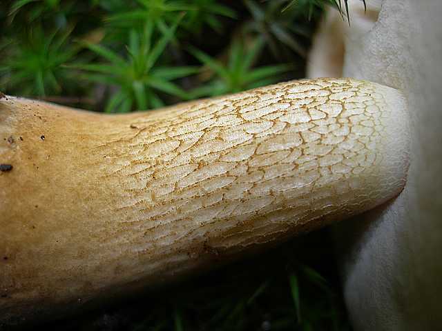 Tylopilus felleus: scheda fotografica